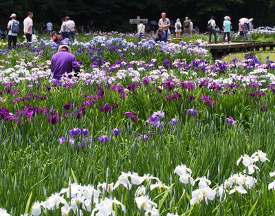 🌸 후키아게 붓꽃 공원(후키아게 쇼부 코엔) 이미지 2